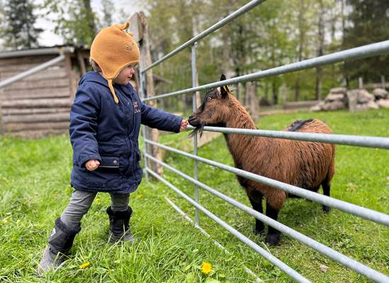 enfant qui nourrir une chèvre
