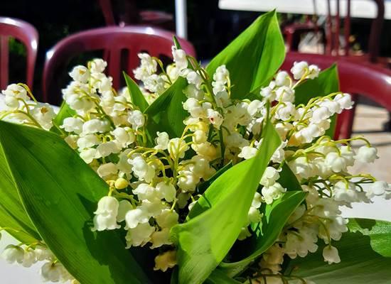 Muguet, jolies clochettes annonçant bonheur, senteur, renouveau