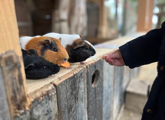 NOURRIR LES LAPINS ET COCHON D'INDE