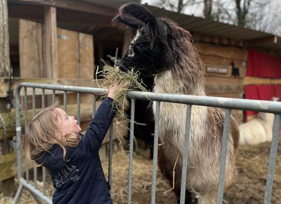 NOURRIR LES LAMAS