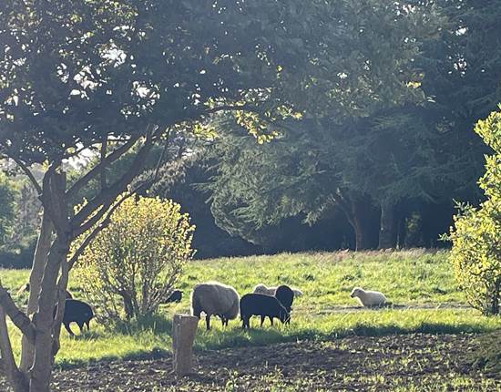 Moutons dans le parc le soir