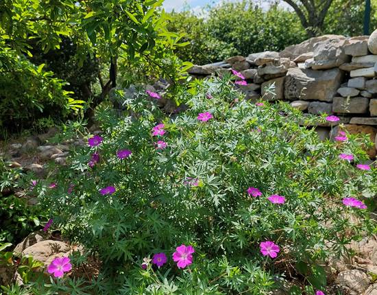 Jardin