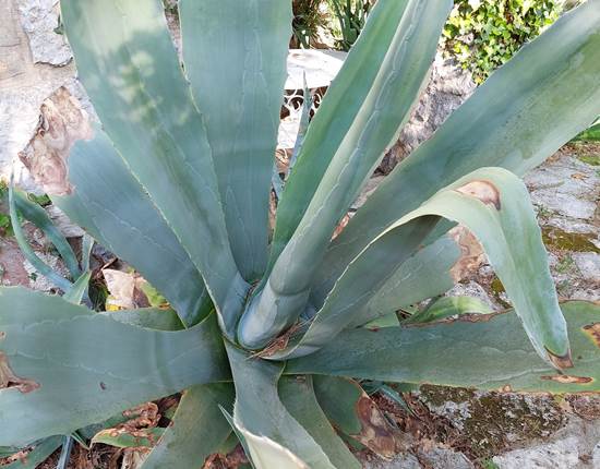 Jardin