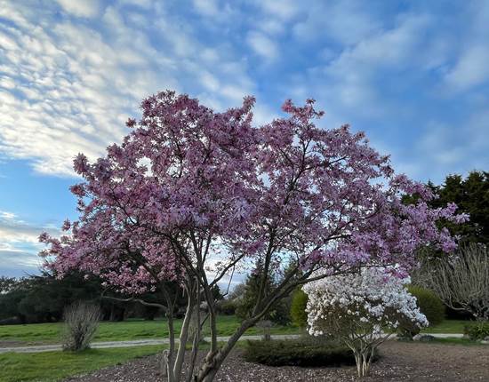 Jardin au printemps