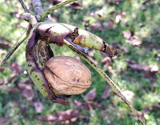 Noix Franquette bio du verger INYAQAB Dordogne Périgord