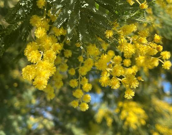 Mimosa du jardin