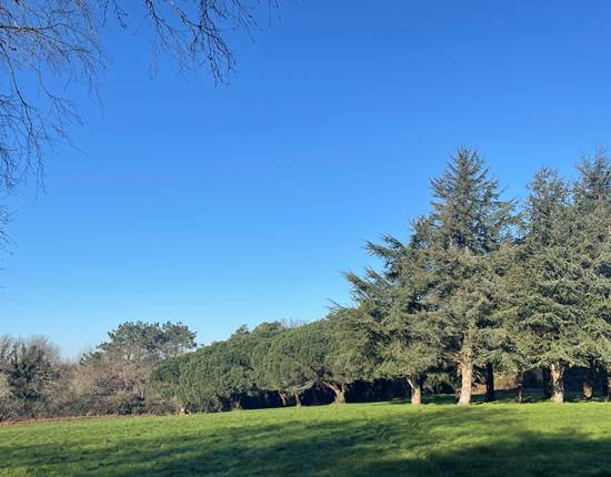 Les cèdres et le parc