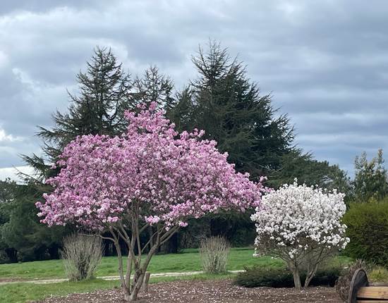 Jardin le 21 mars 2025