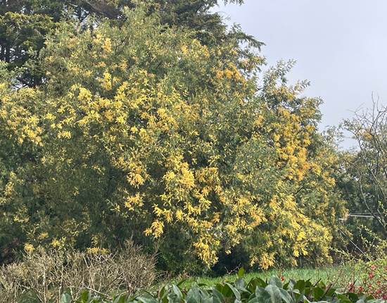 Mimosa du jardin mars 2025