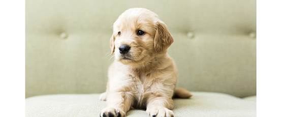 chiot-750x410