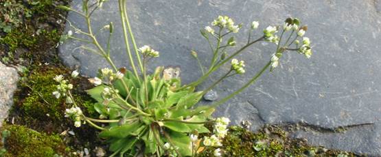 Littérature et botanique - CH Host - Draba verna ex Erophila Drave printanière (10)