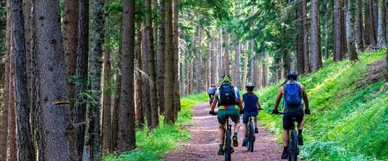 forest-4366094_1280