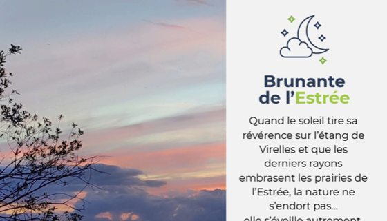 Brunante de l'estrée