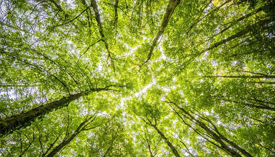Forêt