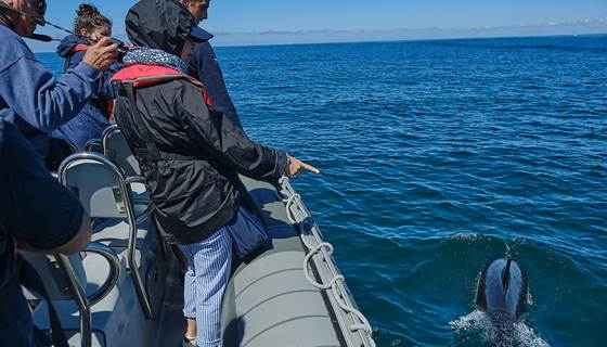 Dauphin  jouant dans les vagues du bateau