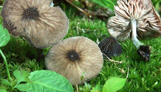 Flémalle balade champignions Bollet Satan (2)