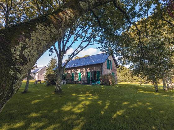 Lilas-des-indes-jardin