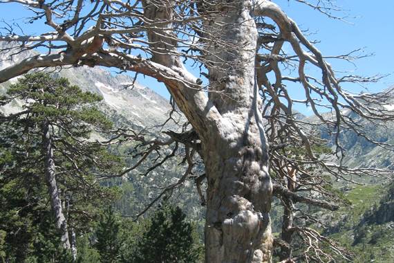 Magnifique arbre mort