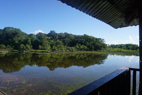 La Mangrove