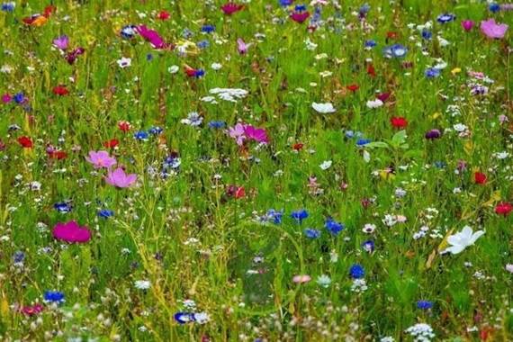 fleurs des champs