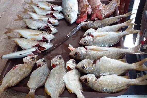 Le poisson pêché est frais et délicieux.