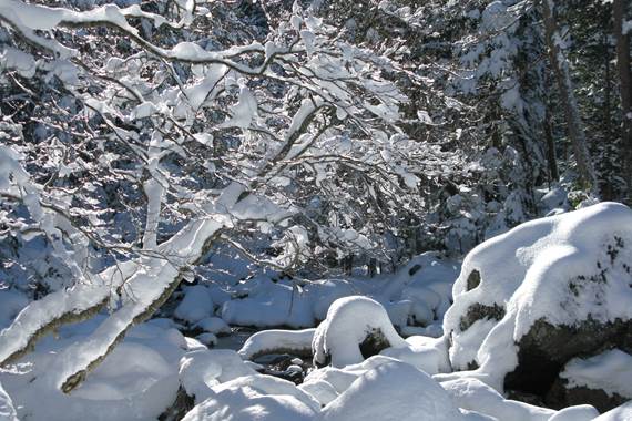 Sous-bois chargé de neige