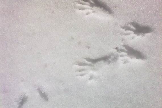 Empreintes d'écureuil dans la neige
