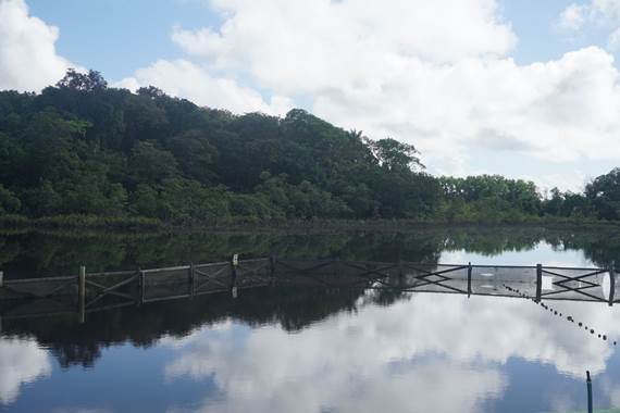 La Mangrove