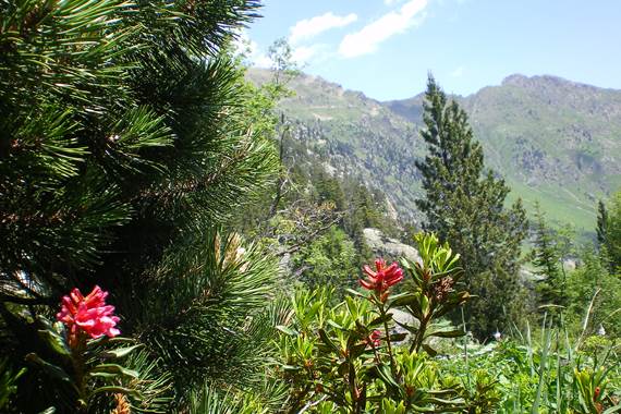 Rhododendrons