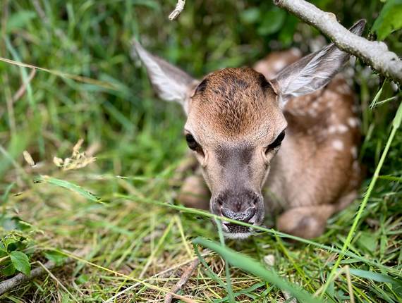 Faons - Les cerfs de la Fardelliere