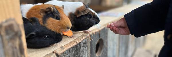 NOURRIR LES LAPINS ET COCHON D'INDE