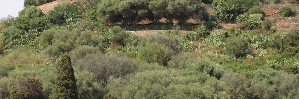 cimetière de Cargèse, Corse