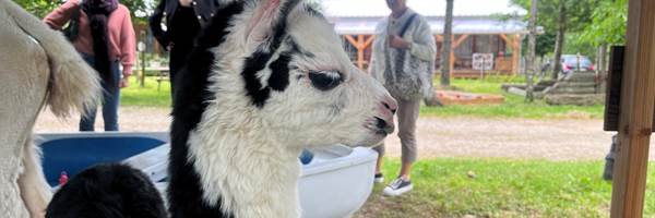 LAMA ET DOUCEUR