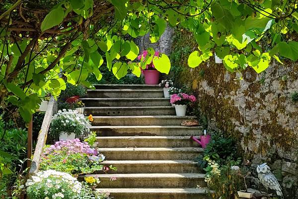 Escalier sous l'Aristoloche