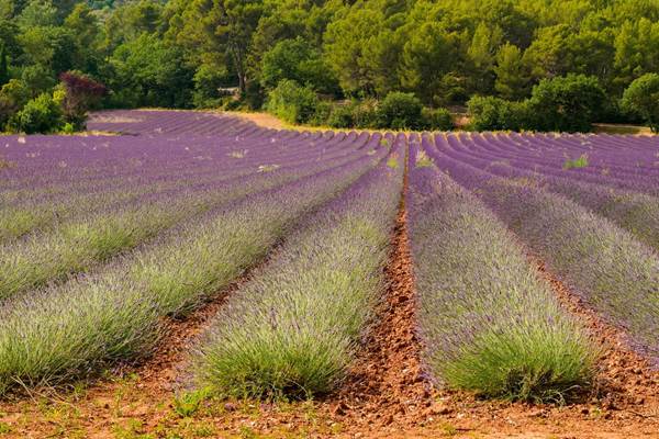 Champs de lavandes-photo-news