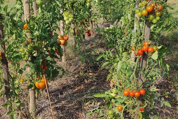 BRITAVIT Le potager (6)