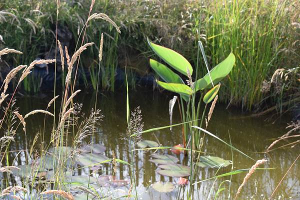 Mare aux grenouilles