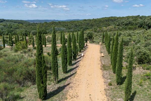 Allée de cyprès - Provence
