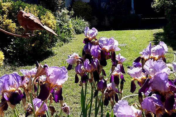 GÎTE-DE-LA-SAUVETAT-Iris