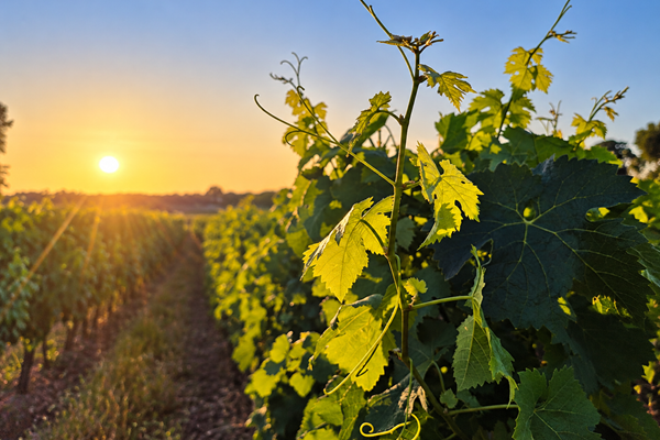 Feuilles de vigne au soleil couchant