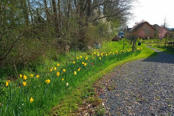 Chemin d'accès vers le studio avec isolation en laine de bois