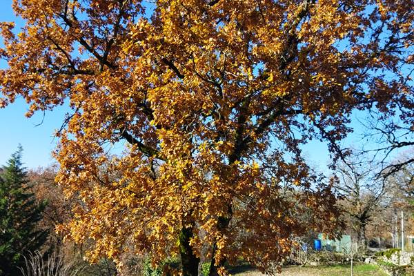 Notre chêne avec sa parure d'automne