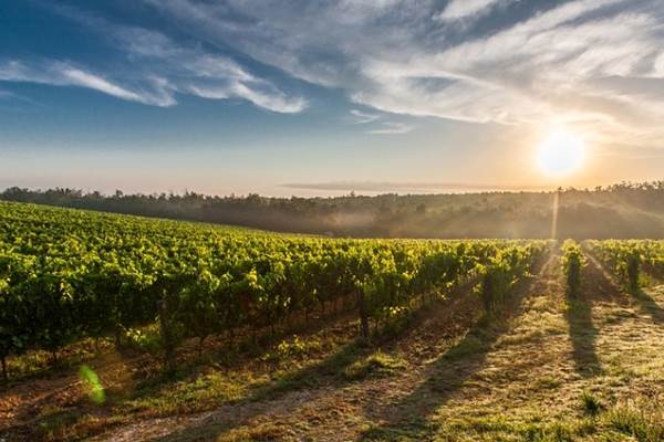 Les Vignes du Languedoc