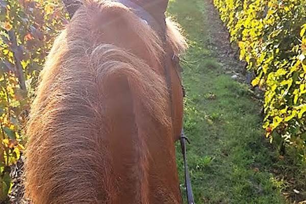 vue des vignes à cheval