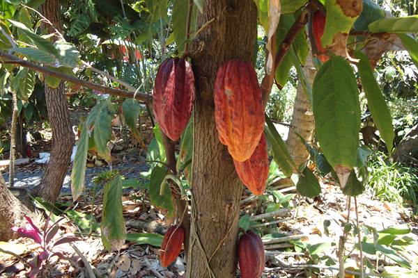 Cacaos du jardin