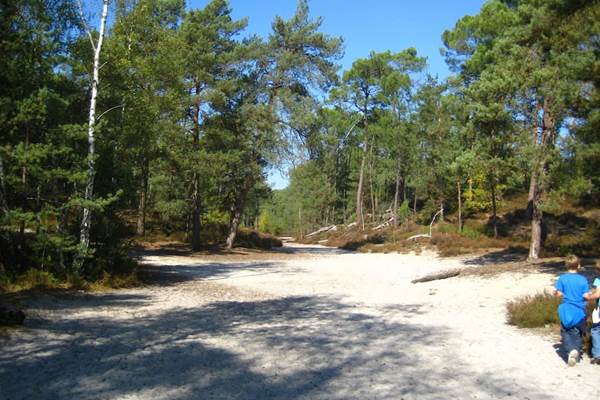 Fontainebleau, ses pinèdes, ses sables et ses roches...