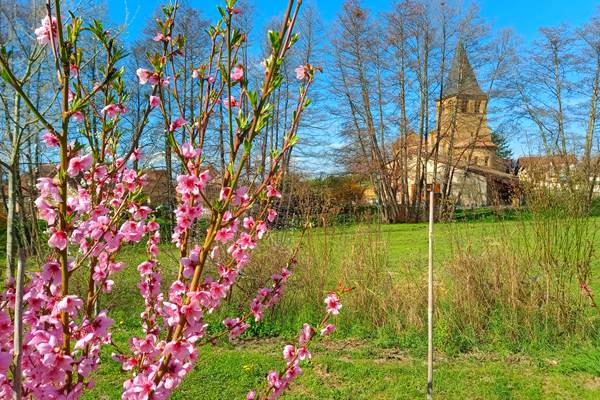 Magnifiques fleurs roses des pêchers du jardin au printemps
