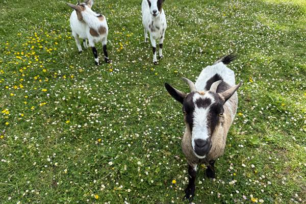 Lâchez les chèvres naines et vivez un moment de liberté unique sur le terrain privatif de la bulle.