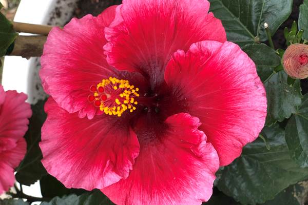 hibiscus du jardin