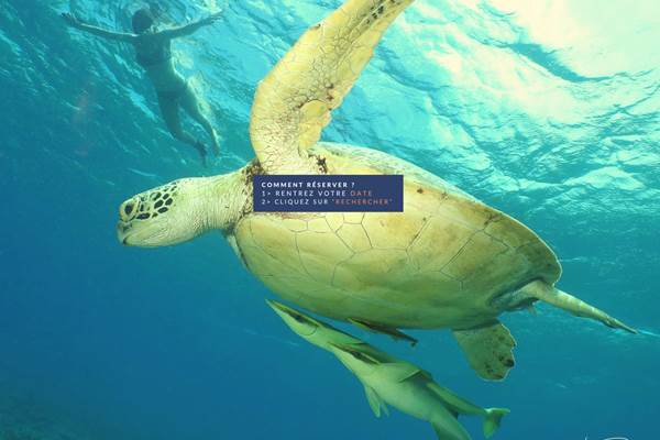 tortue dalocean